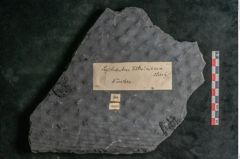 Foto (Detailansicht) von Lepidodendron veltheimiamum Sternbg. (NHMW-GEO-2024-0188-11033)